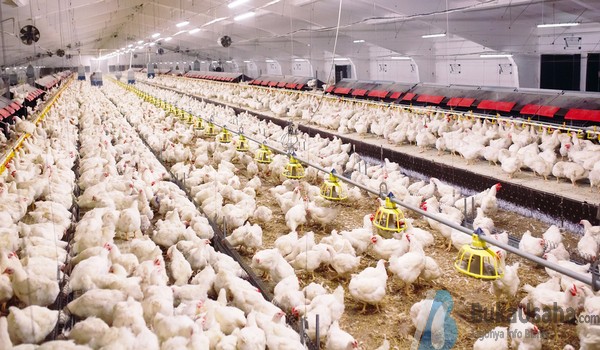 Cara Pemeliharaan Ayam Potong