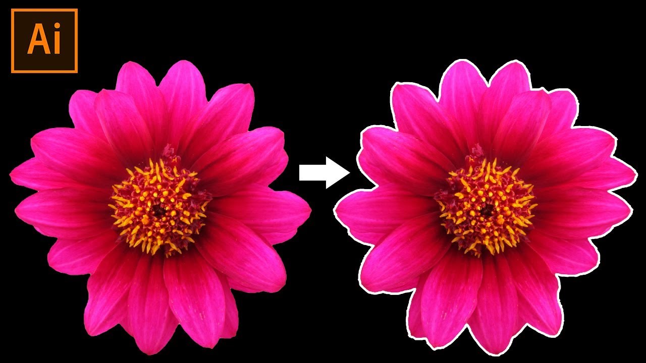 Cara membuat outline gambar di Adobe Illustrator