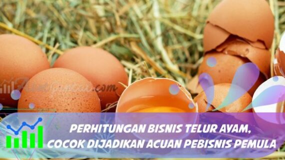 Hebat! Cara Bisnis Usaha Telur Ayam Terbaik