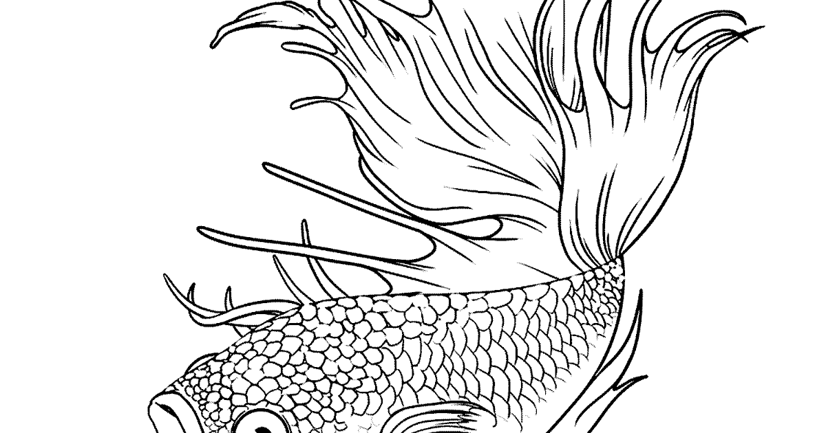 gambar ikan hitam putih