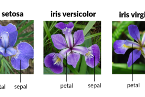 Simak! Download Iris Dataset In Csv Format Terpecaya
